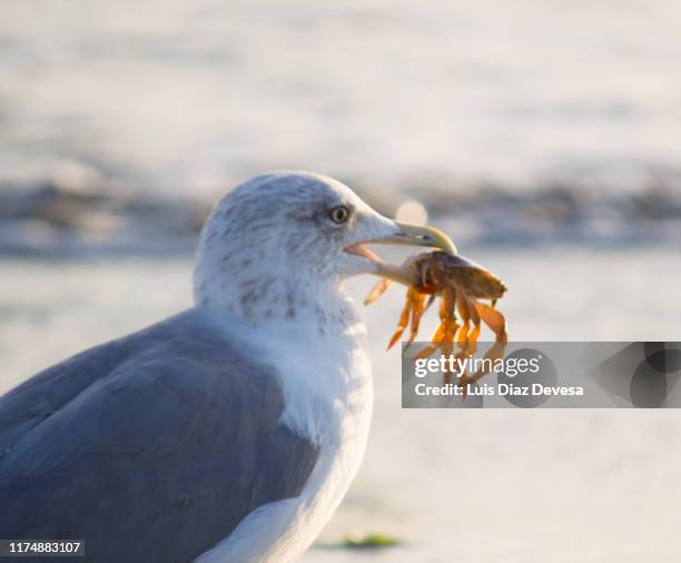 seagulls eating crabs - seagull eating stock pictures, royalty-free photos & images