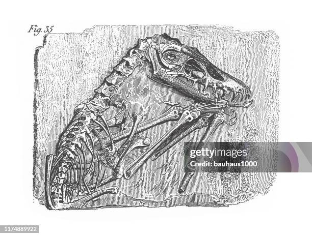 pterodactylus crassirostris, fossils, skeletons, and tracks engraving antique illustration, published 1851 - dinosaur tracks stock illustrations