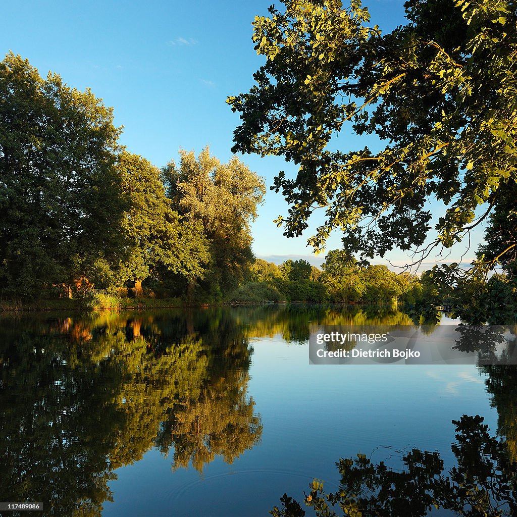 Simple Trees And Water