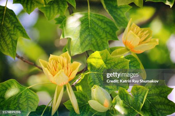 2,595 Japanese Magnolia Stock Photos, High-Res Pictures, and