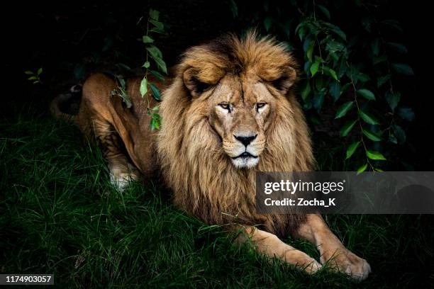 lejon porträtt - lion bildbanksfoton och bilder