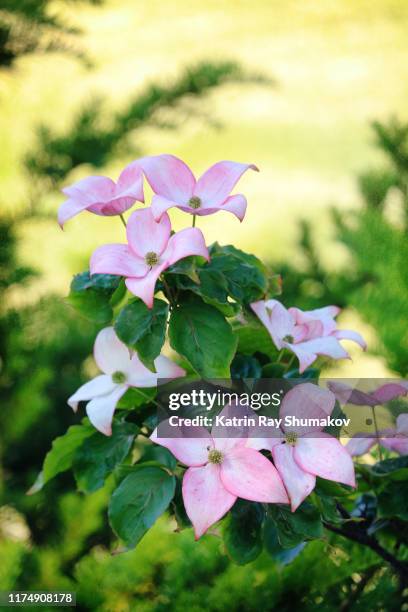 gorgeous dogwood blossoms - dogwood blossom fotografías e imágenes de stock