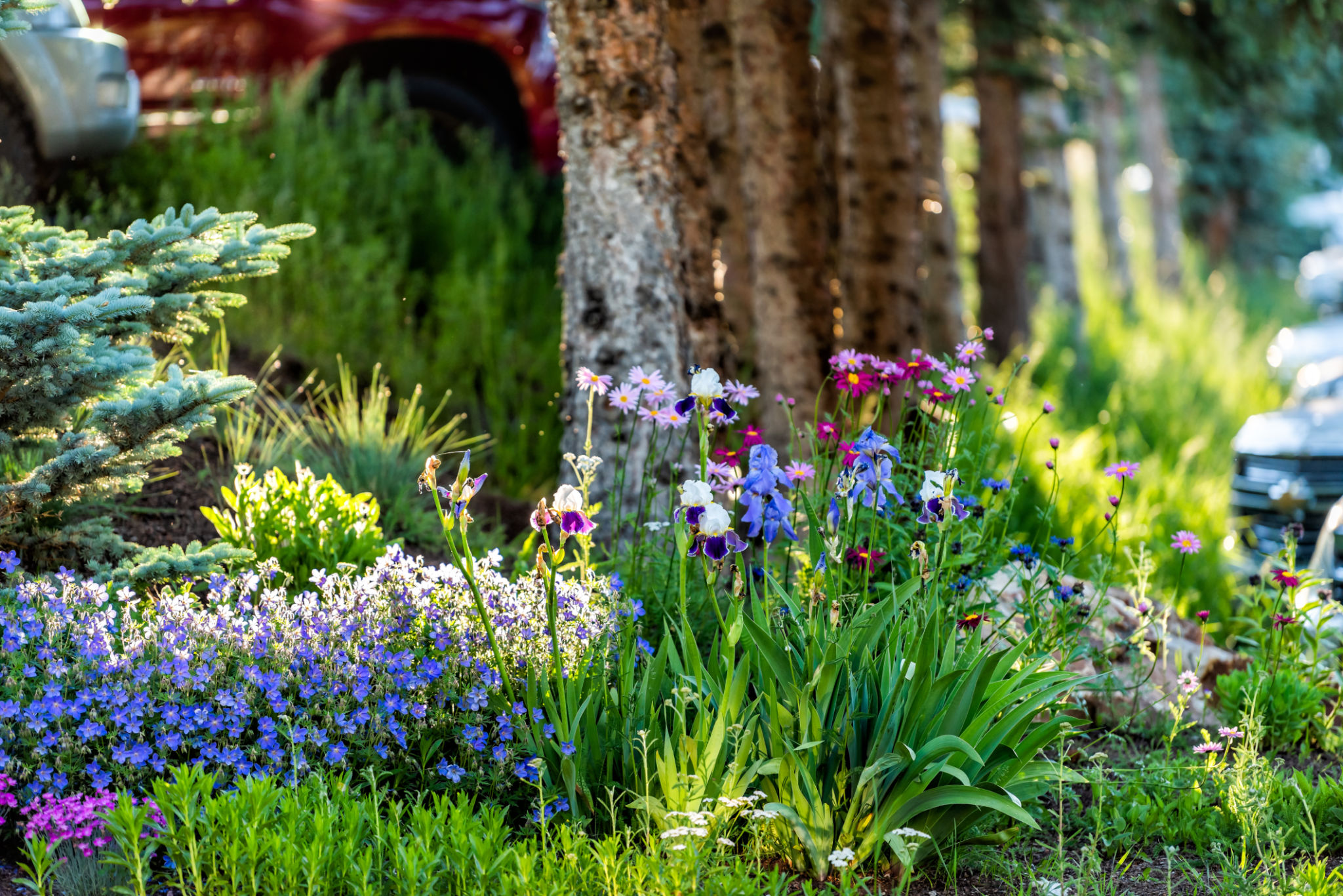 colorado garden