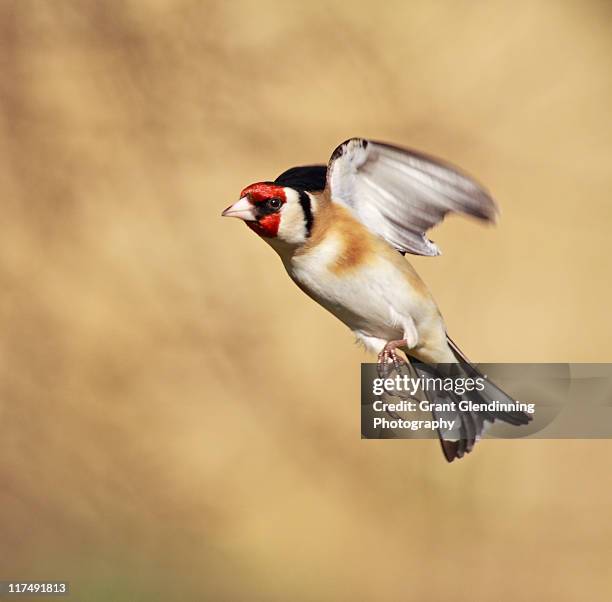 goldfinch - carduelis carduelis stock pictures, royalty-free photos & images