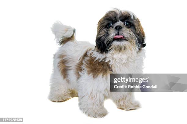 shih tzu puppies for sale trading post