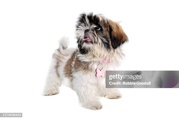 shih tzu puppy looking away from the camera on a white backdrop - shih tzu stock pictures, royalty-free photos & images