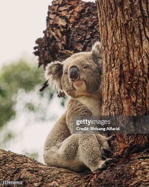 koala sleeping on a branch - koala stock-fotos und bilder