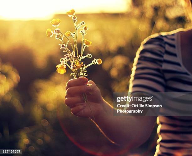 bouquet of buttercups in sunset - buttercup stock pictures, royalty-free photos & images