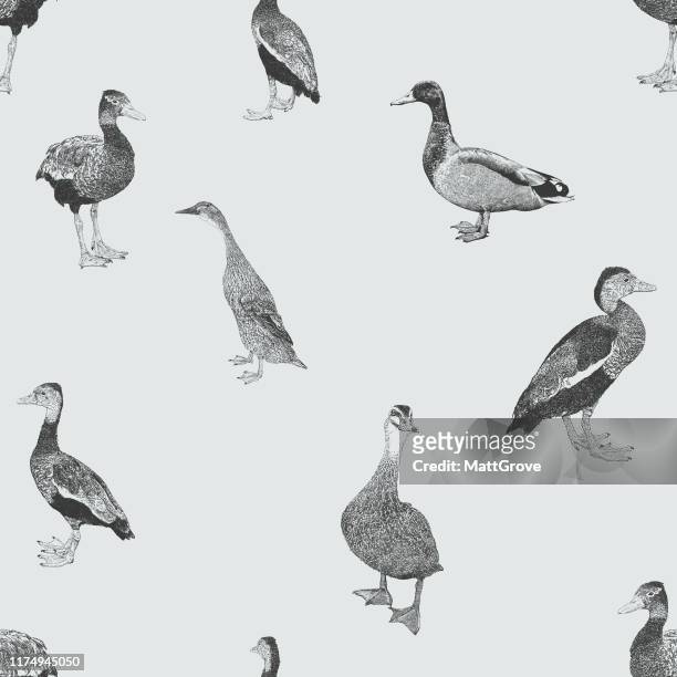 ducks seamless repeat pattern - duck bird stock illustrations