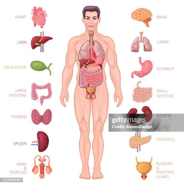 人間の解剖学のアイコン。男性の体。 - 内臓点のイラスト素材／クリップアート素材／マンガ素材�／アイコン素材