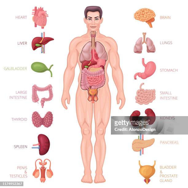 human anatomy icons. male body. - human internal organ stock illustrations