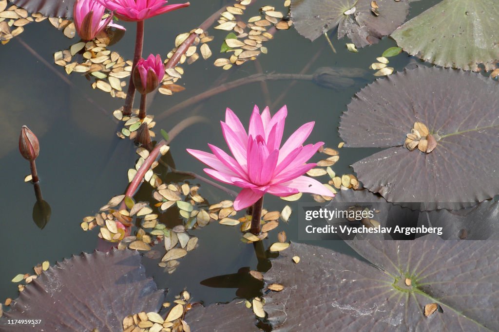 Lotus flower in Sukhothai lake, Thailand