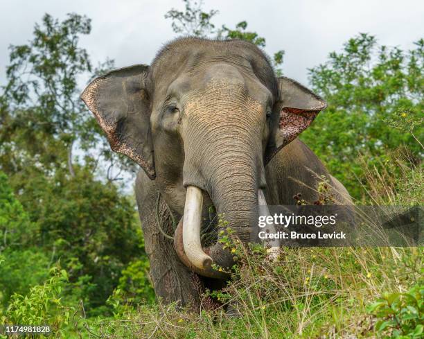 sumatran elephant - sumatran elephant stock pictures, royalty-free photos & images