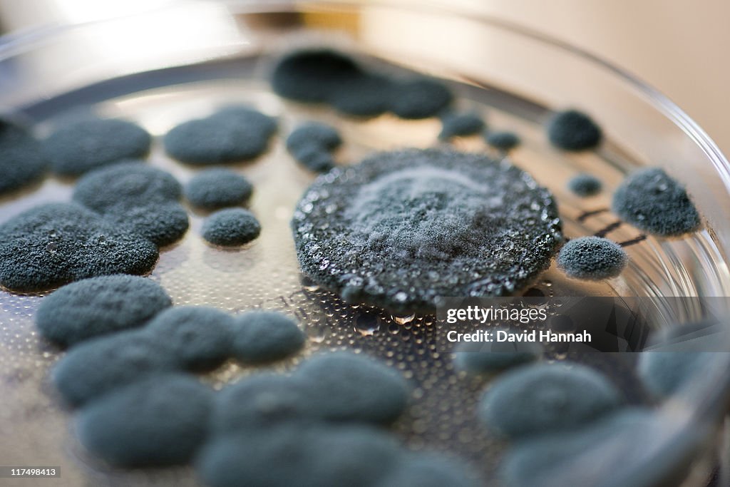 Agar plate
