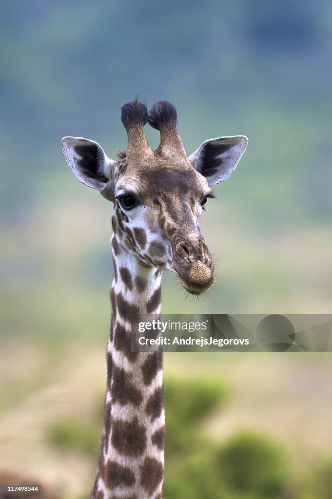 Retrato de jovem elegante Girafa de masai