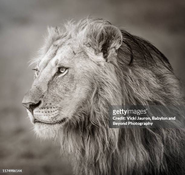 stunning portrait of a male lion known as osapuk in the masai mara, kenya - confidence male landscape stock-fotos und bilder