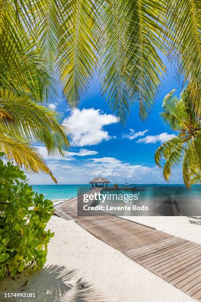 beautiful beach with palm trees and moody sky. summer vacation travel holiday background concept. maldives paradise beach. luxury travel summer holiday background concept. - exoticism stock-fotos und bilder