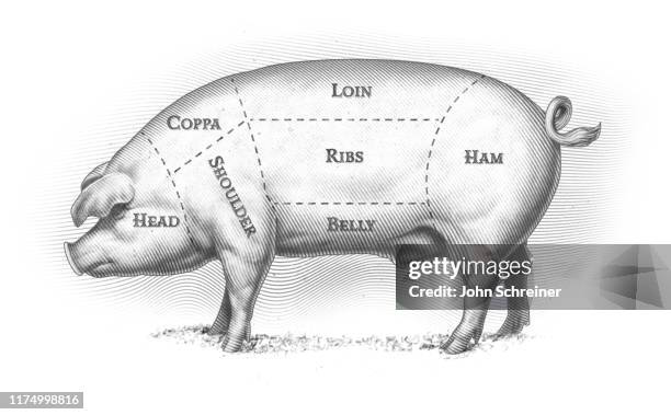 1点の肉の部位図解のストックフォト Getty Images 1点の肉の部位図解のストックフォト Getty Images