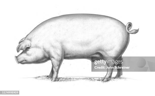 ilustraciones, imágenes clip art, dibujos animados e iconos de stock de grabado de cerdos - cerdo