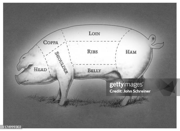 1点の肉の部位図解のストックフォト Getty Images 1点の肉の部位図解のストックフォト Getty Images