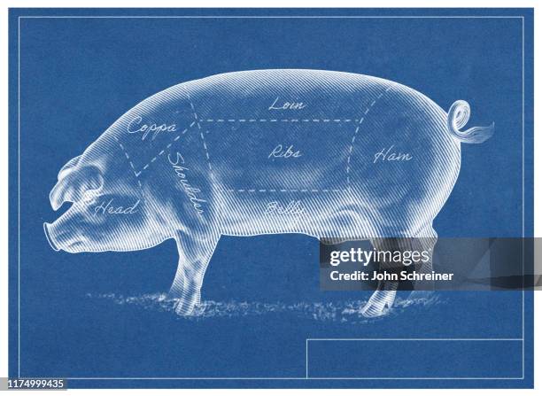 1点の肉の部位図解のストックフォト Getty Images 1点の肉の部位図解のストックフォト Getty Images