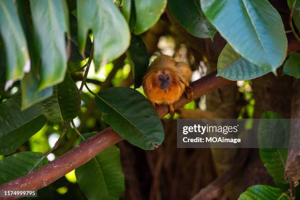 a golden lion tamarin - lion tamarin stock-fotos und bilder