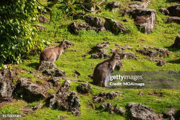 two wallabies, - wallaby stock-fotos und bilder