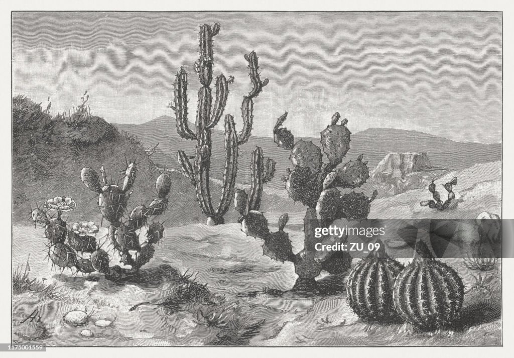 Opuntia ficus-indica, Echinopsis peruviana, Opuntia aciculata, Melon cactus, published 1894