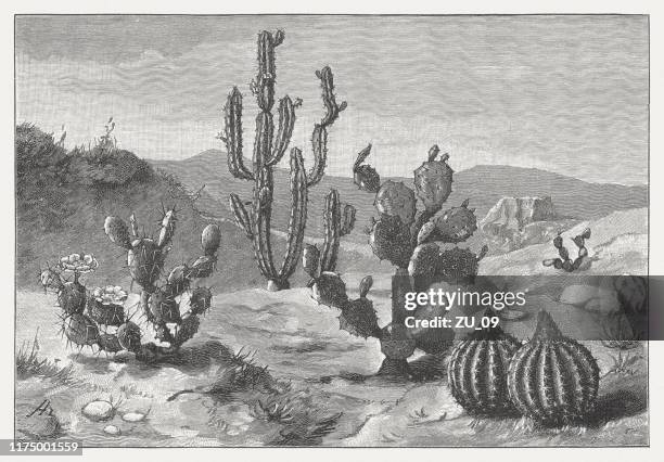opuntia ficus-indica, echinopsis peruviana, opuntia aciculata, melon cactus, published 1894 - barrel cactus stock illustrations
