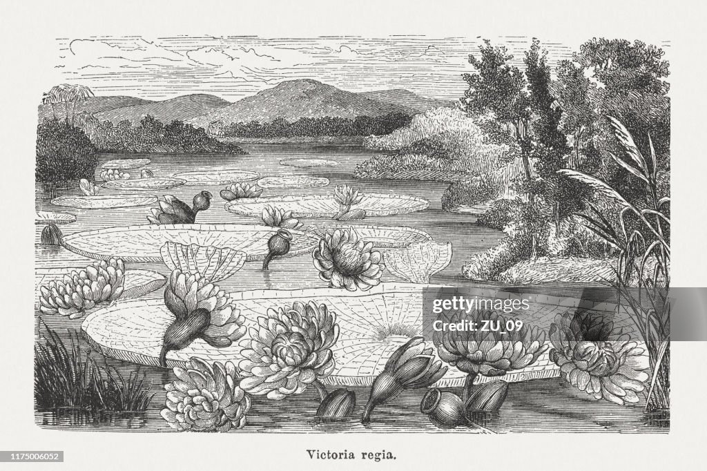 Victoria amazonica (formerly Victoria Regia), wood engraving, published in 1894