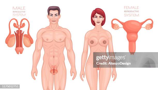 ilustrações de stock, clip art, desenhos animados e ícones de male and female reproductive system. - virilha humana