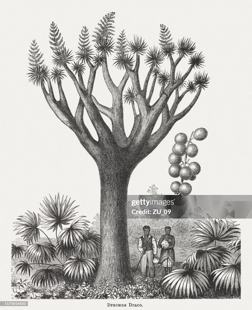 Dragon tree (Dracaena draco) with fruits, wood engraving, published 1894