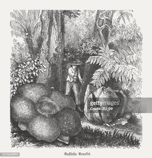 ilustrações, clipart, desenhos animados e ícones de lírio-cadáver (rafflesia arnoldii), gravura em madeira, publicada em 1894 - rafflesia