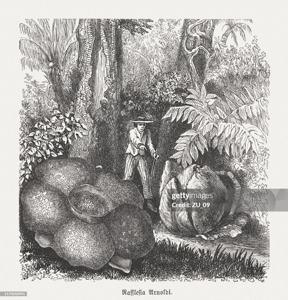 Corpse Lily (Rafflesia arnoldii), trä gravyr, publicerad 1894