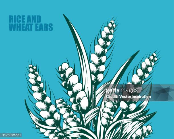 illustrations, cliparts, dessins animés et icônes de oreilles de riz et de blé dessinées à la main vectorielles - gerbe de blé