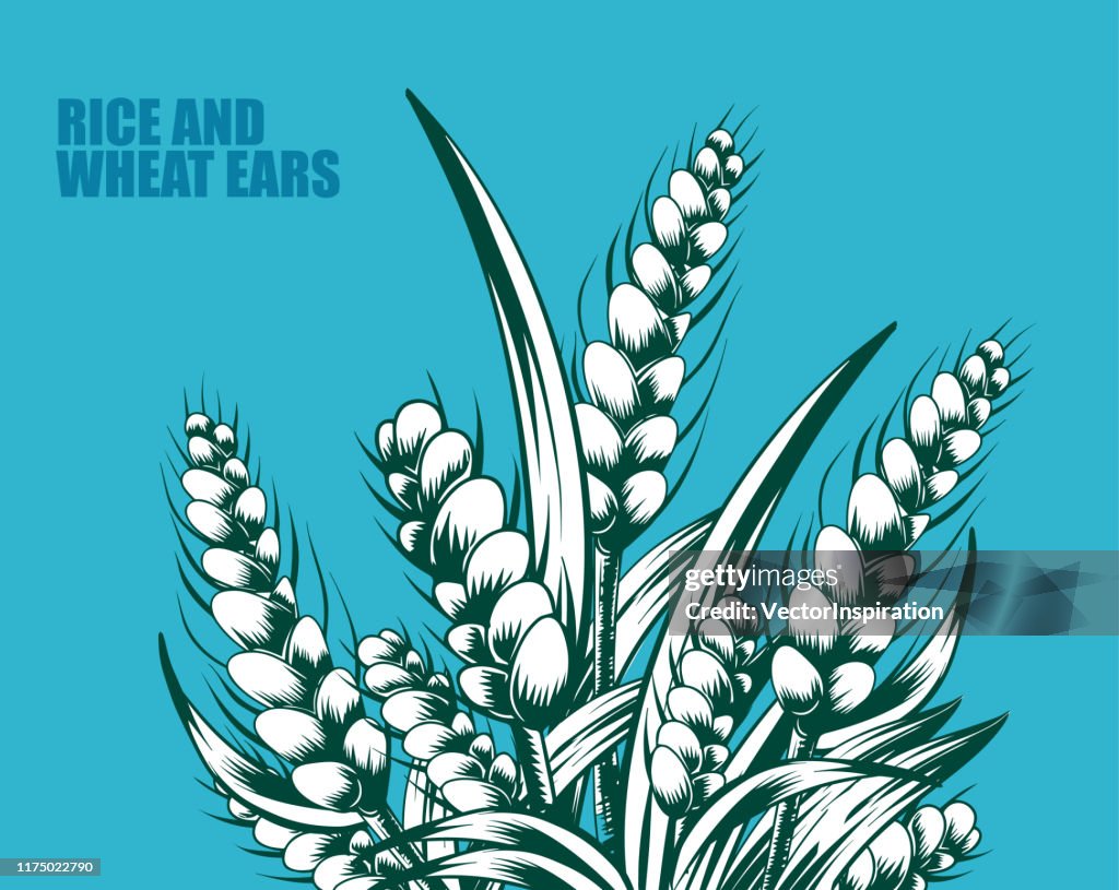 Vector hand drawn rice and wheat ears