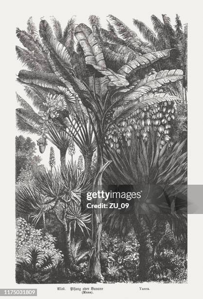 illustrations, cliparts, dessins animés et icônes de plantes tropicales: aloe vera, musa troglodytarum, yucca, woodcut, publié en 1894 - jungle