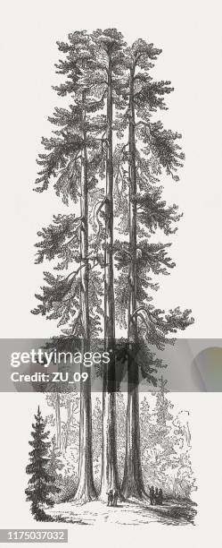 ilustrações, clipart, desenhos animados e ícones de três graces, parque nacional de yosemite, eua, gravura de madeira, publicado 1894 - floresta de sequoias