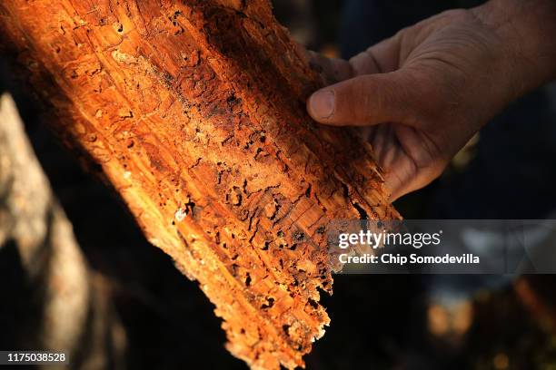 Logger Dallis Hunter holds lodgepole pine bark with galleries, or trails left behind by mountain pine beetle, in Beaverhead-Deerlodge National Forest...