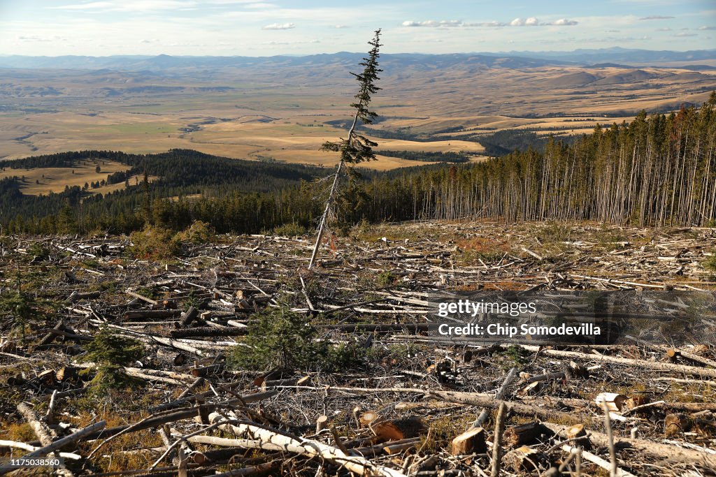 Montana Forests Struggle With Climate Change