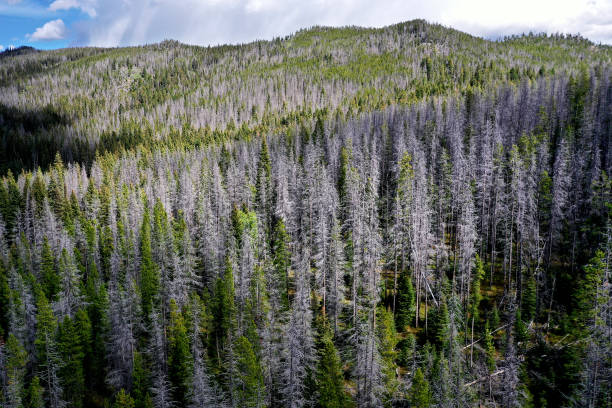 MT: Montana Forests Struggle With Climate Change