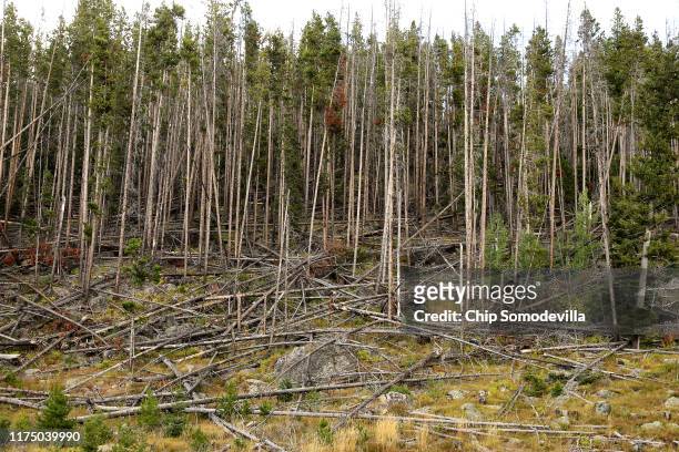 Standing and fallen, lodgepole pine trees killed by the mountain pine beetle and its symbiotic blue fungus infection are tangled in the...