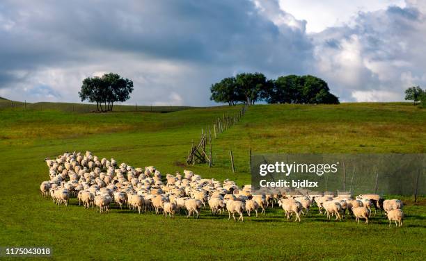 a flock of sheep on the grassland - grass land stock pictures, royalty-free photos & images