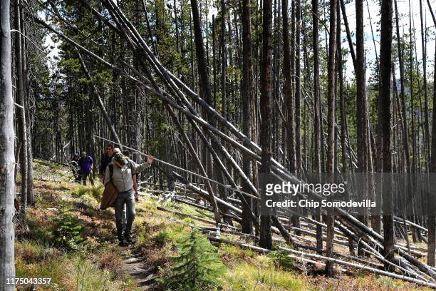Whitebark Pine Ecosystem Foundation Director Robert Mangold walks past fallen lodgepole pine trees during a guided hike into the mountains of the...