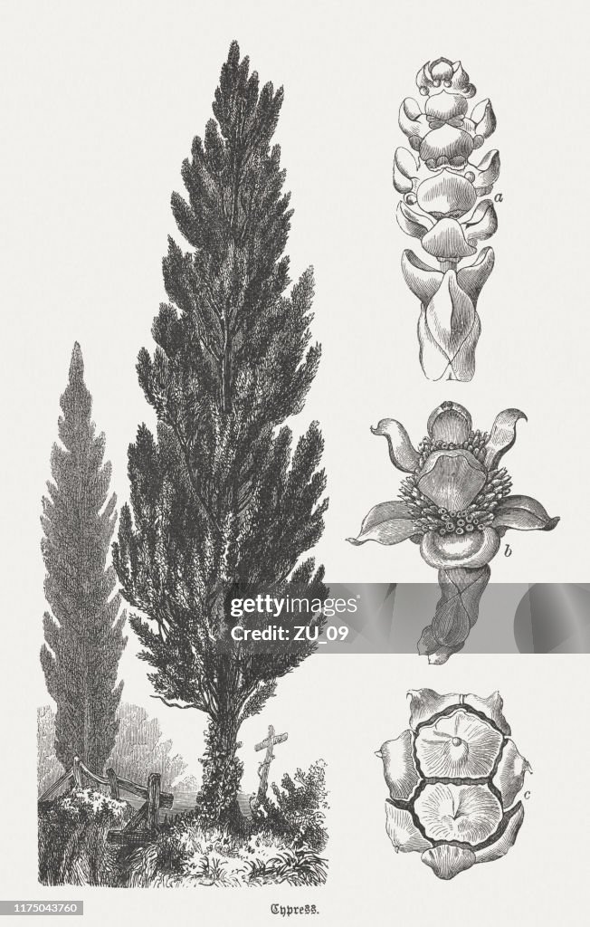 Mediterranean cypress (Cupressus sempervirens), wood engravings, published in 1894