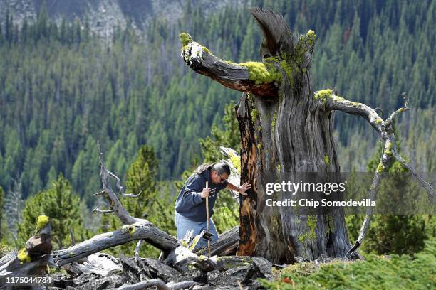 Confederated Salish and Kootenai Tribes Preservation Office Program Manager Mike Durglo Jr. Greets what remains of a 2000-year-old whitebark pine...