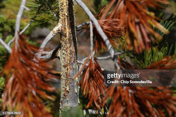 Young whitebark pine tree shows signs of a blister rust infection in the mountains of the Flathead Indian Reservation September 14, 2019 on the...