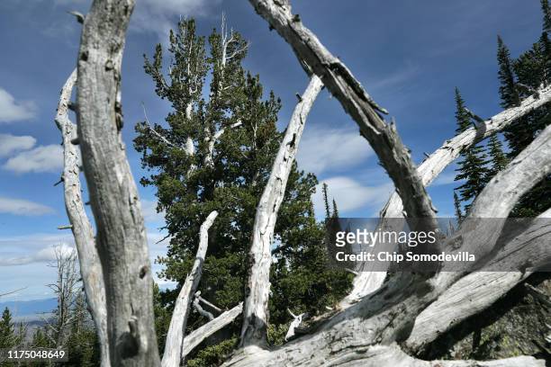 Tall, healthy whitebark pine tree is framed by the bleached branches of a dead tree at the top of a 7,200-foot-high ridge along the Reservation...