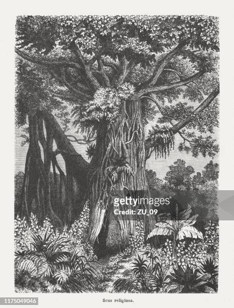 sacred fig (ficus religiosa), wood engraving, published in 1894 - arm sling stock illustrations