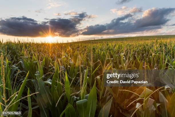 sunsets over the cornfields - midwest usa stock-fotos und bilder